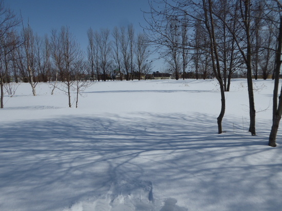 ①　ワン散歩ロードが雪で塞がった。.JPG