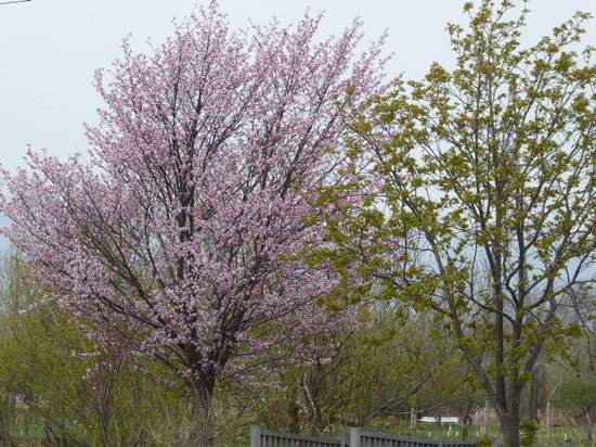 ⑨　桜とナナカマド.JPG