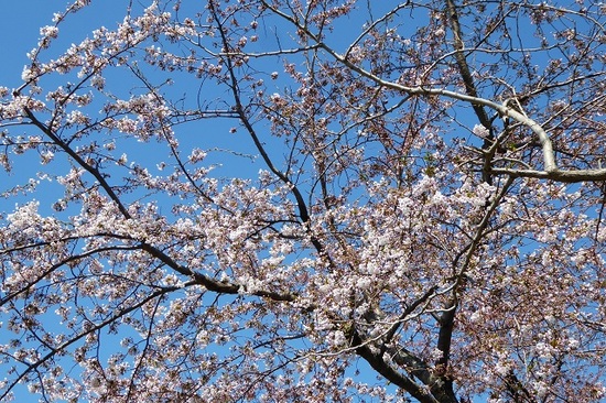 桜　５月４日①.JPG