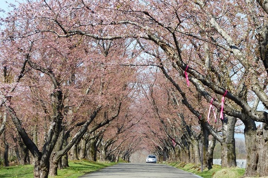 桜　５月４日②.JPG